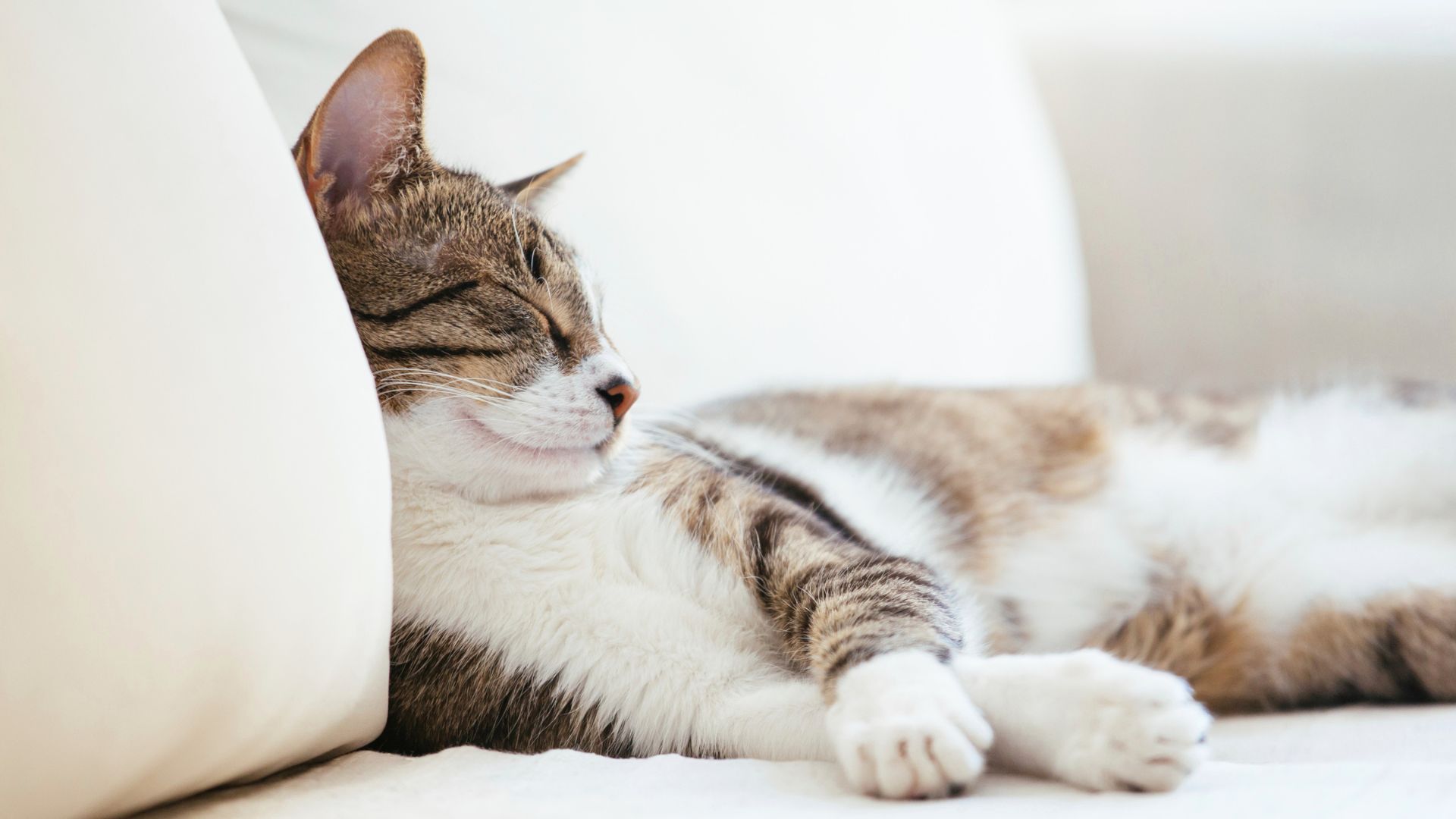 Tierärzte mit Herz - Kardiologie, Herzerkrankungen bei der Katze