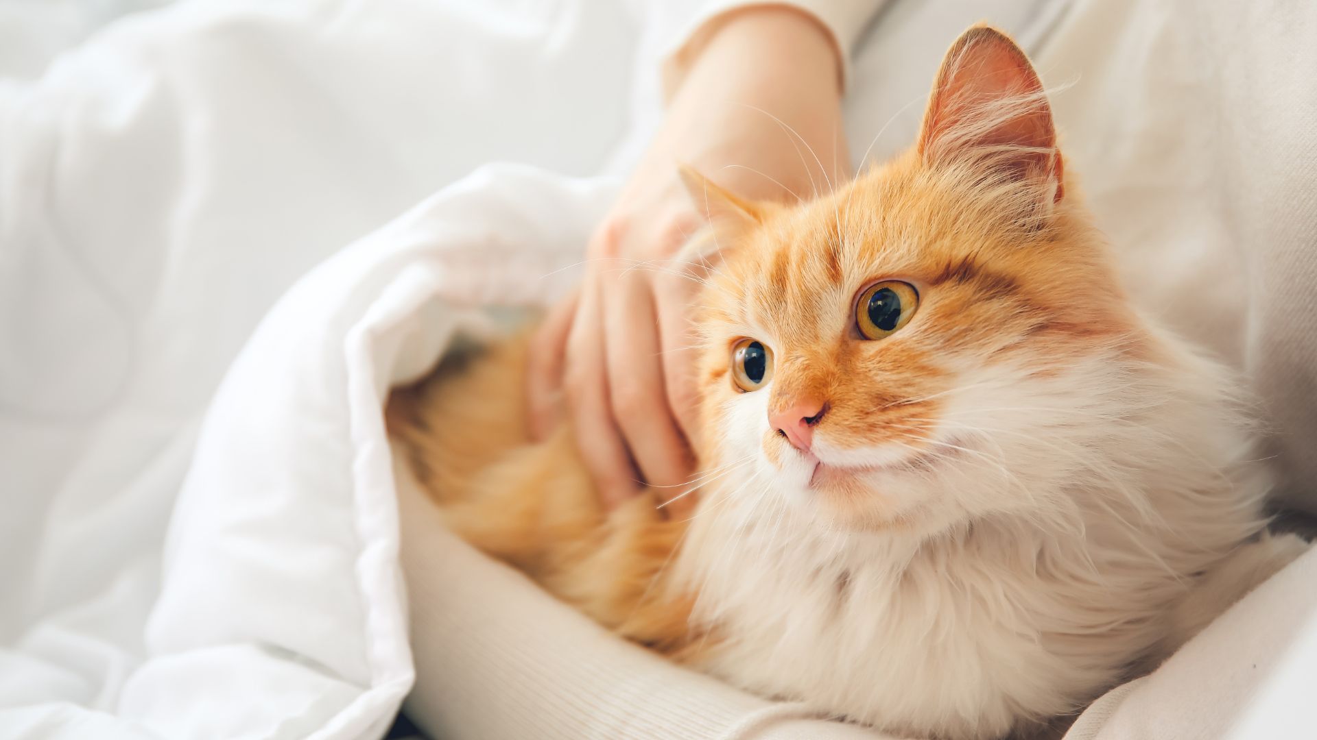 Tierärzte mit Herz - Kardiologie, Herzerkrankungen bei der Katze