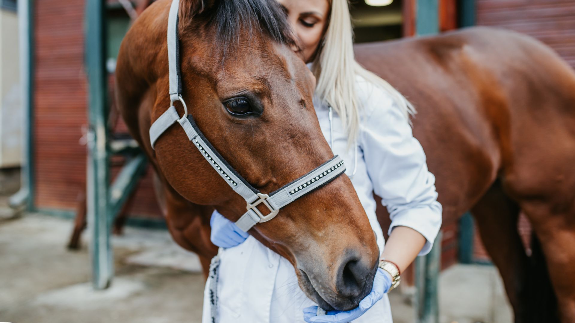 Tierärzte mit Herz - Chirurgie für Pferde