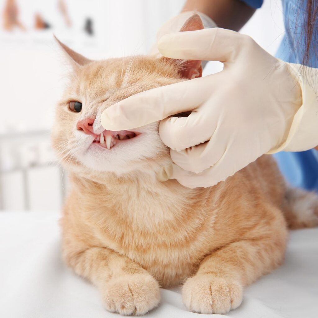 Tierärzte mit Herz - Zahnerkrankungen bei Katzen