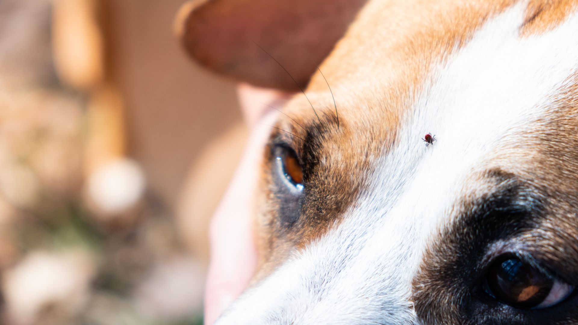 Tierärzte mit Herz - Ektoparasitenprophylaxe für Hund und Katze