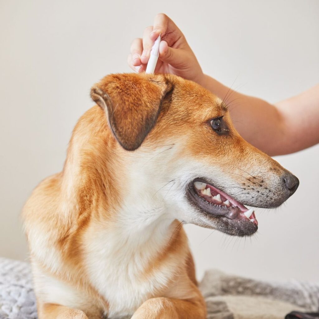Tierärzte mit Herz - Ektoparasitenprophylaxe für Hund und Katze