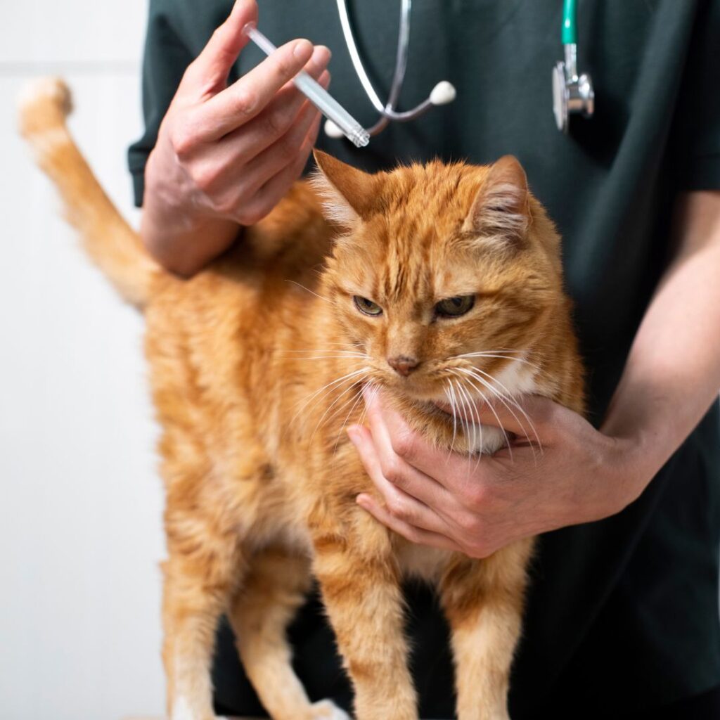 Tierärzte mit Herz - Ektoparasitenprophylaxe für Hund und Katze