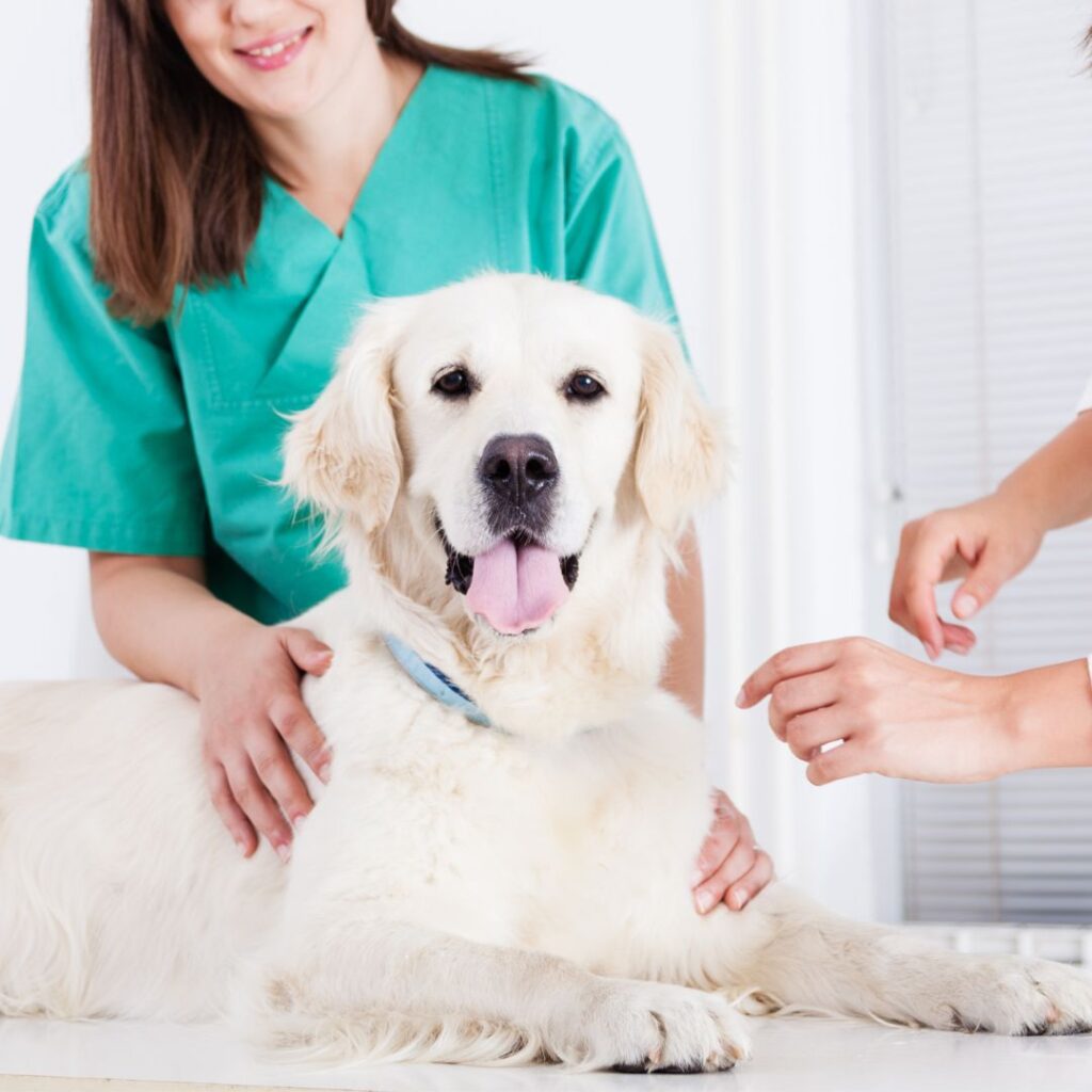 Tierärzte mit Herz - Herzkrankheiten beim Hund
