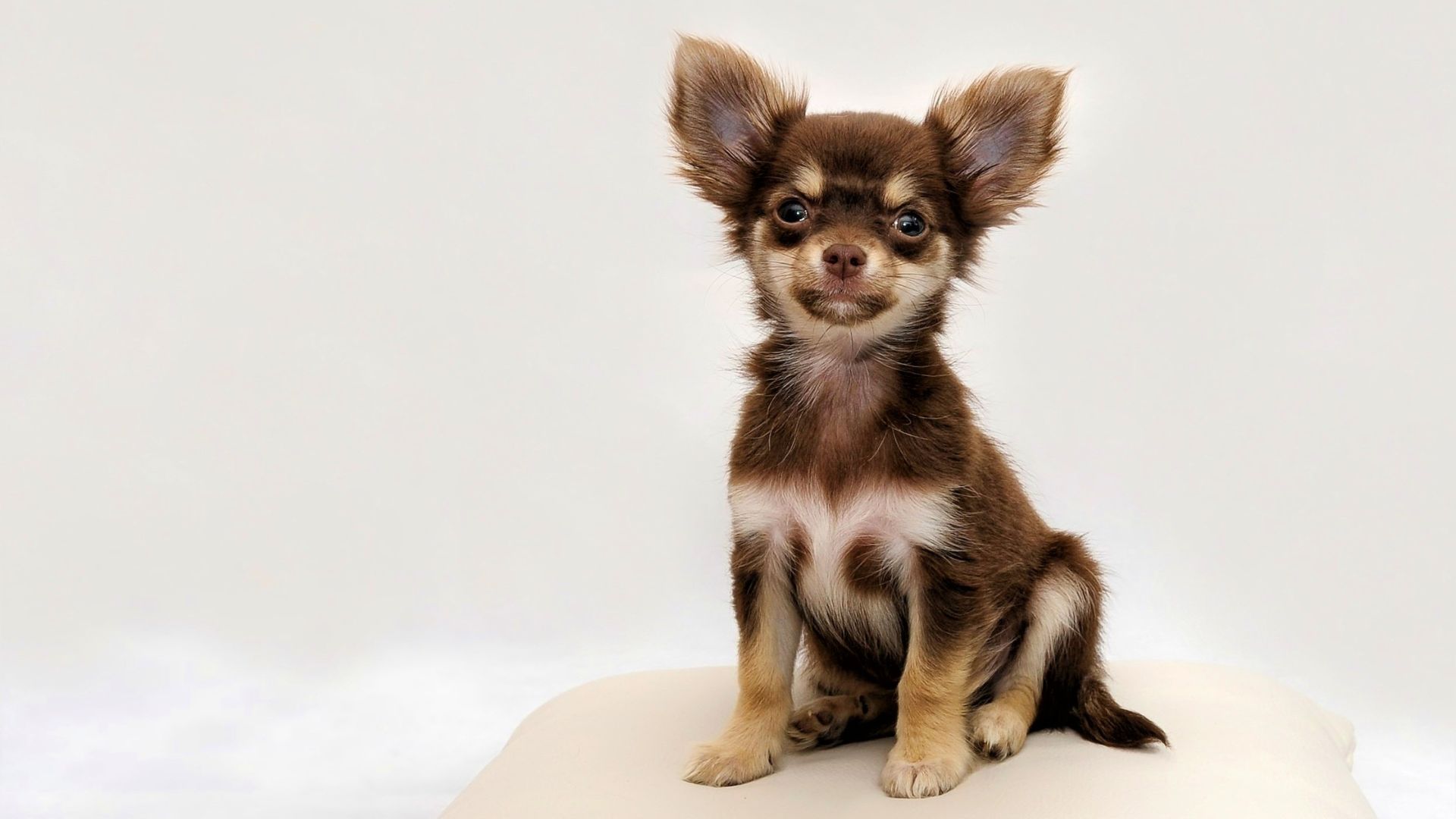 Tierärzte mit Herz - Herzerkrankungen beim Hund