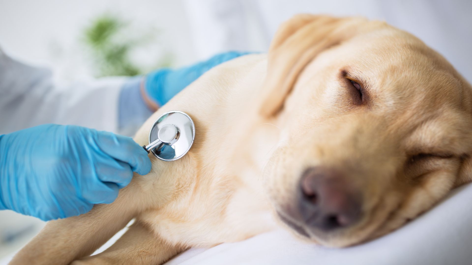 Tierärzte mit Herz - Herzerkrankungen beim Hund