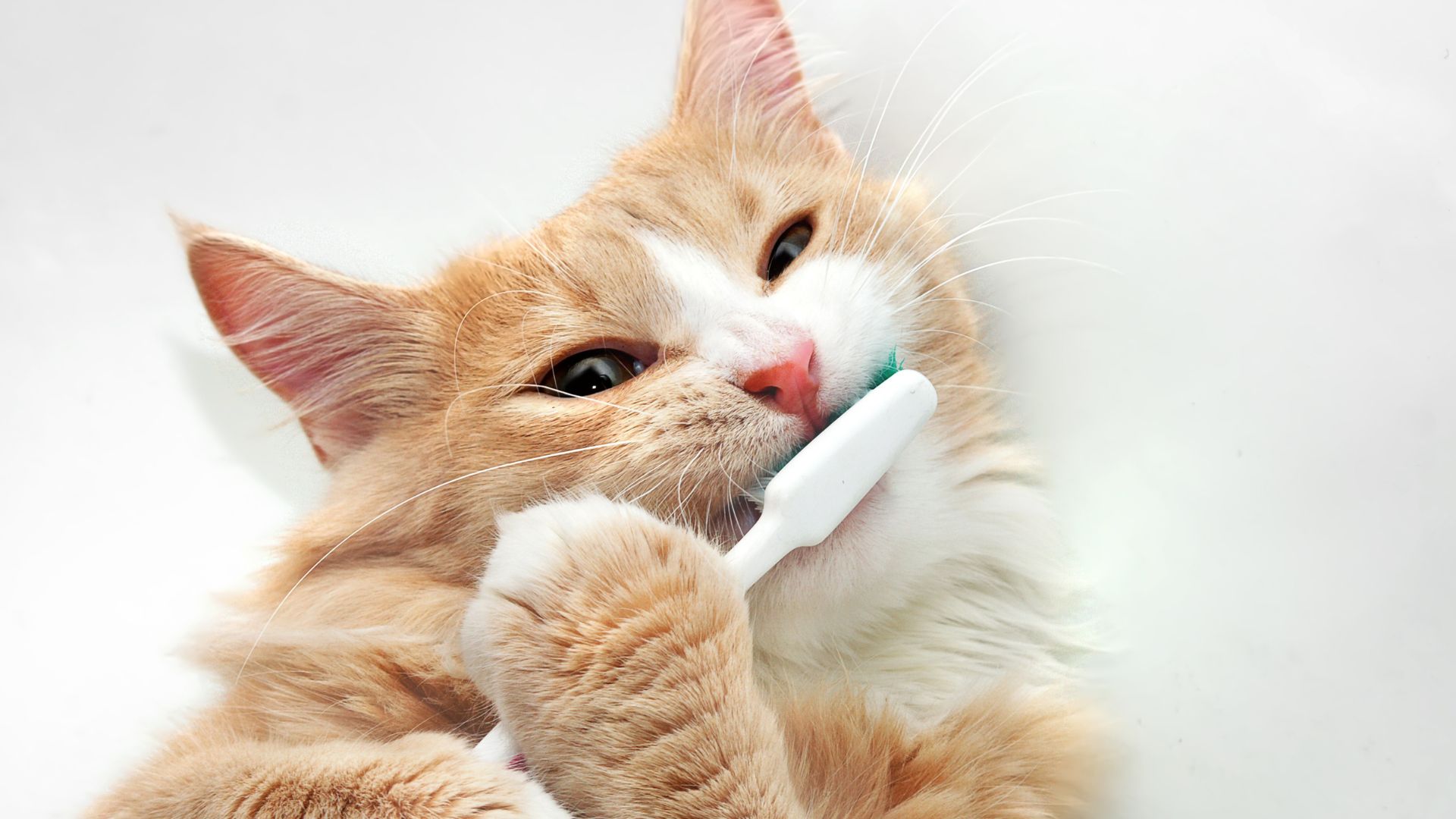 Tierärzte mit Herz - Zahnerkrankungen bei Katzen