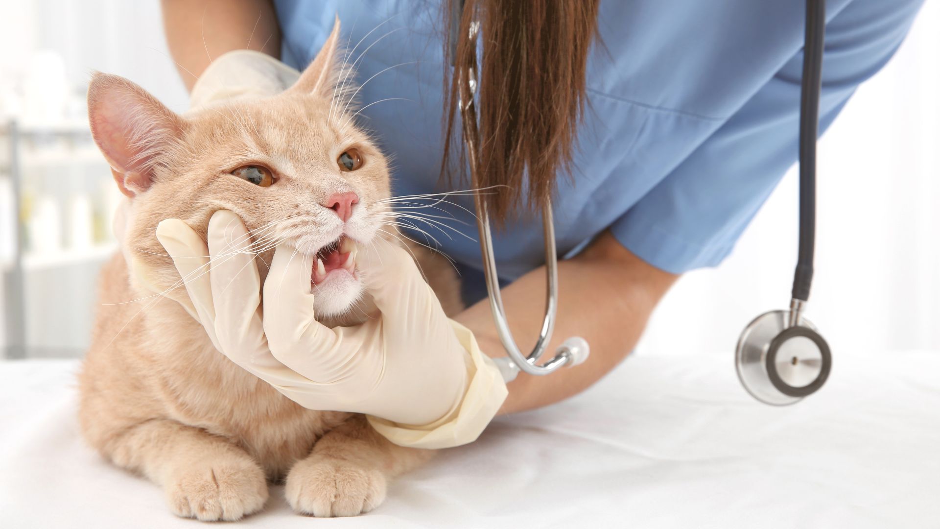 Tierärzte mit Herz - Zahnerkrankungen bei Katzen