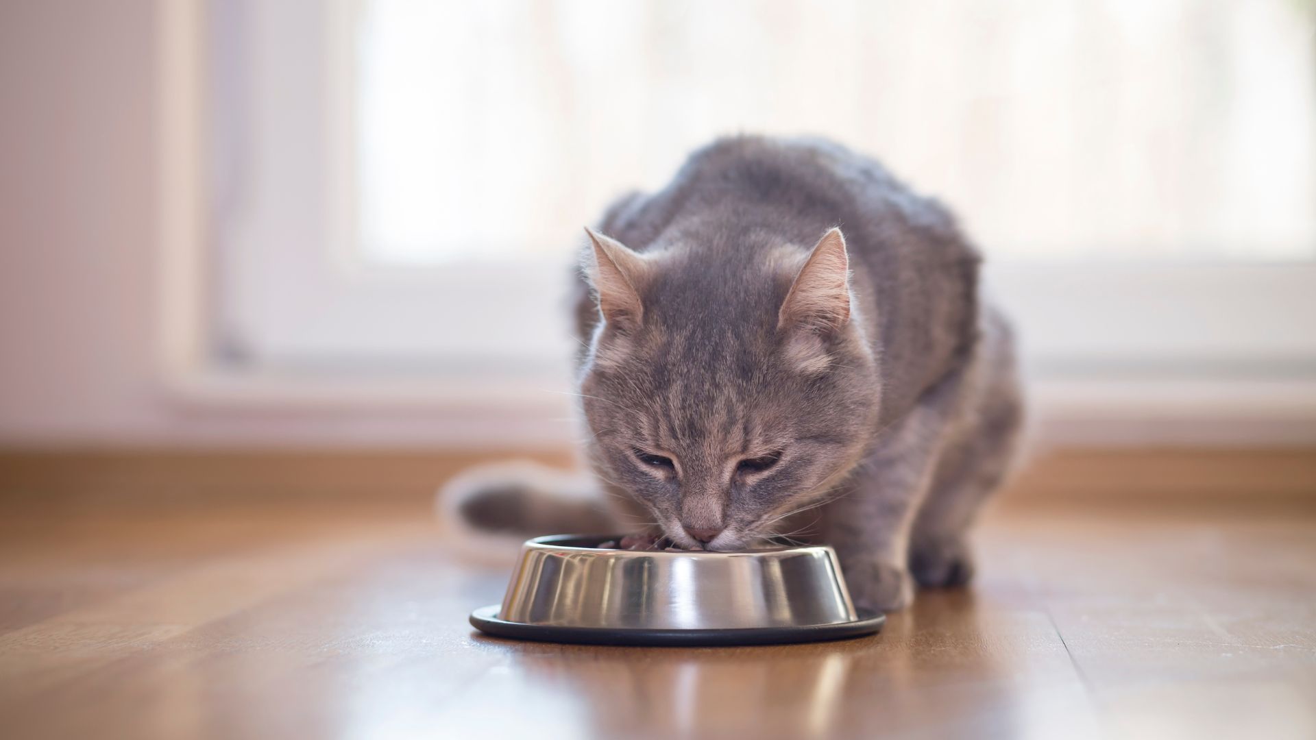 Tierärzte mit Herz - Zahnerkrankungen bei Katzen