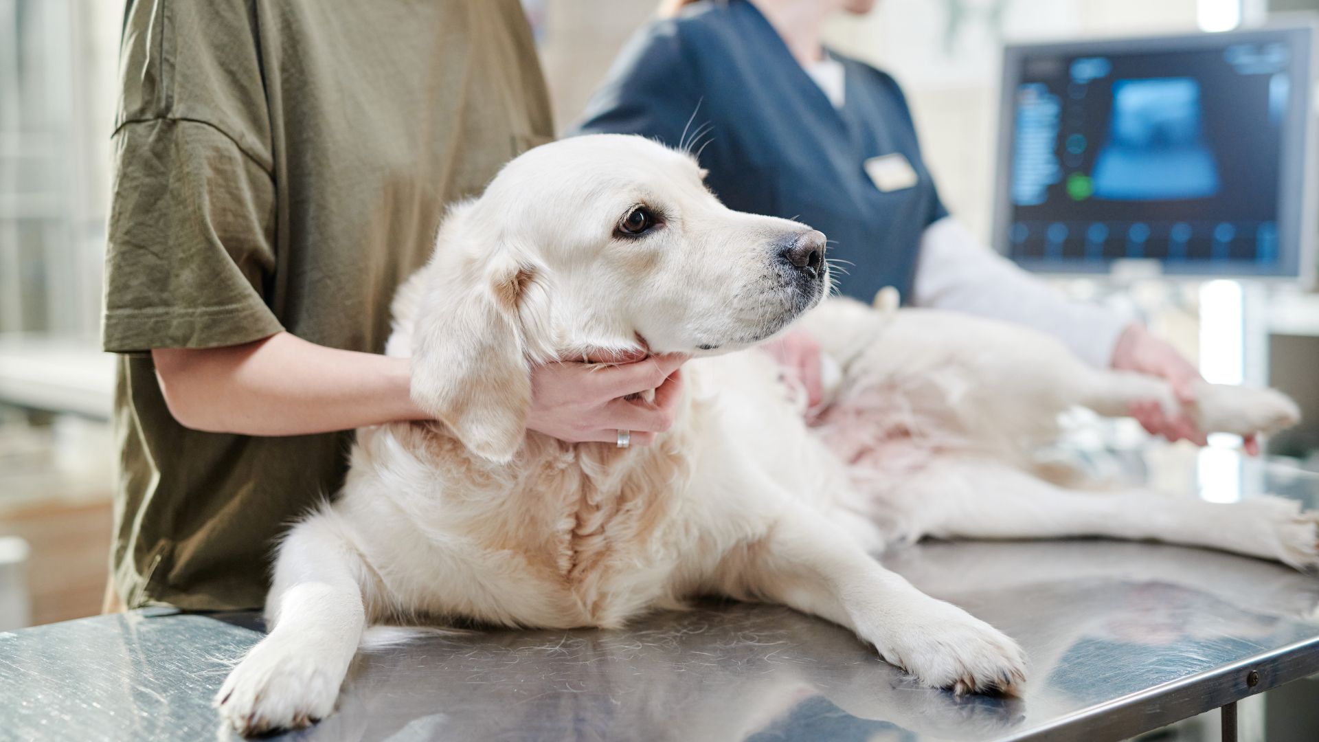Tierärzte mit Herz - Herzkrankheiten beim Hund
