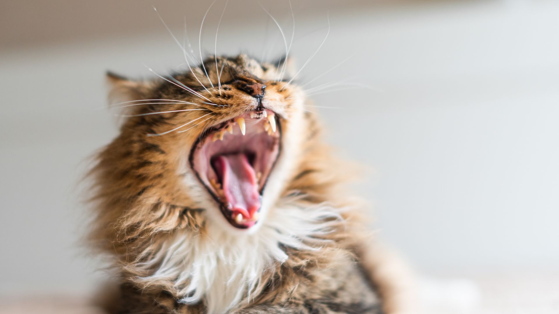 Tierärzte mit Herz - Zahnerkrankungen bei Katzen