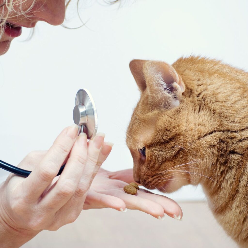 Tierärzte mit Herz - Zahnerkrankungen bei Katzen