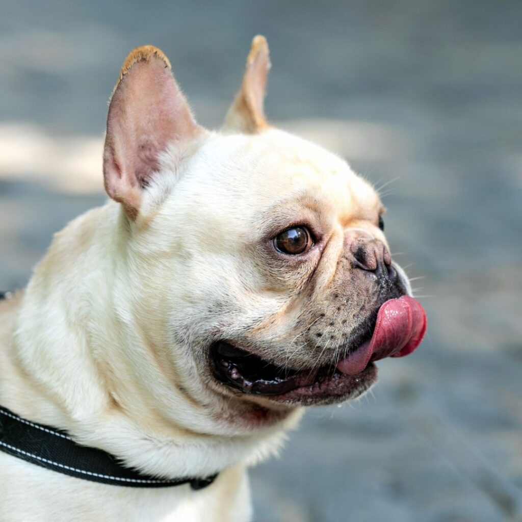 Tierärzte mit Herz - BOAS-OP Hund, Französische Bulldogge
