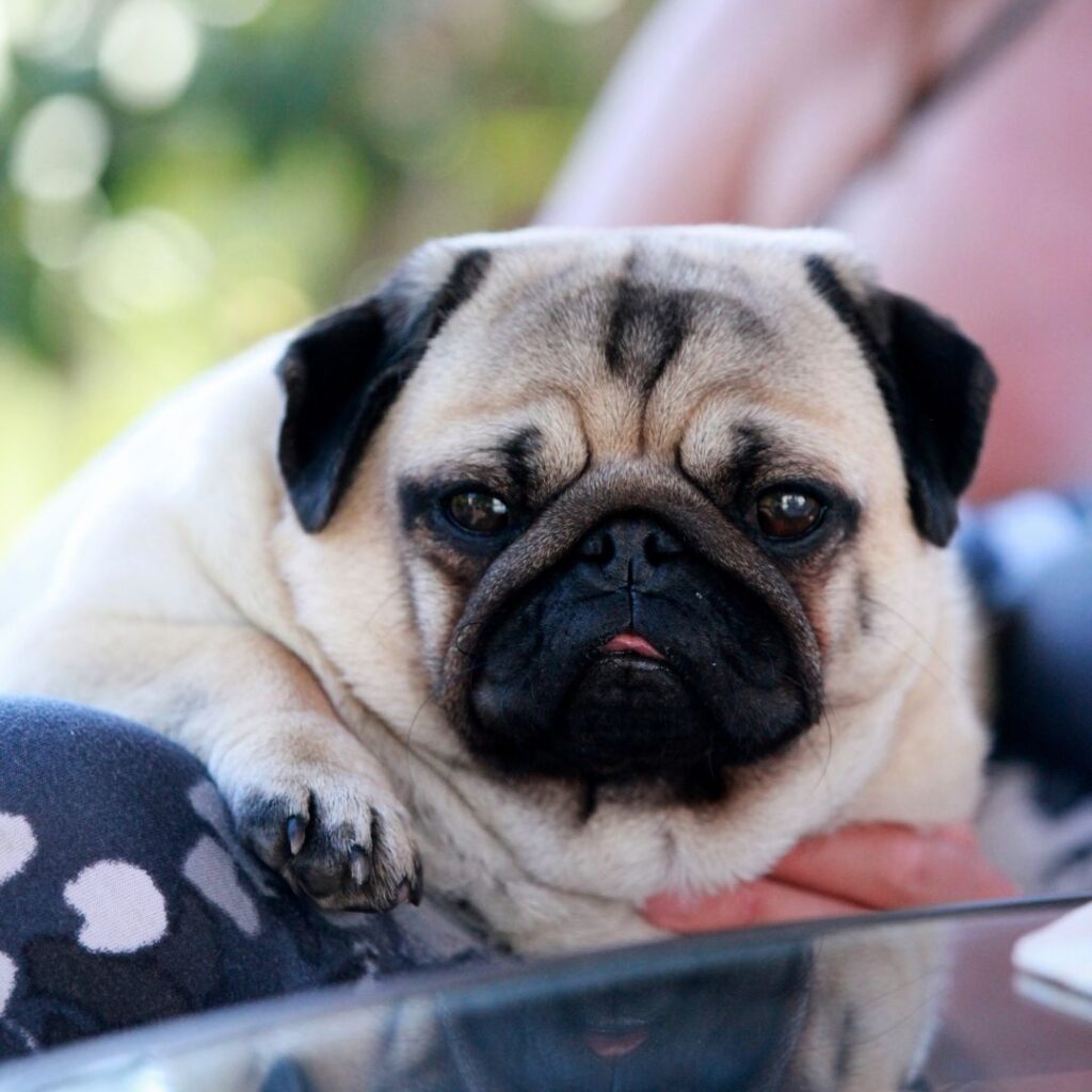 Tierärzte mit Herz - BOAS-OP Hund, Mops