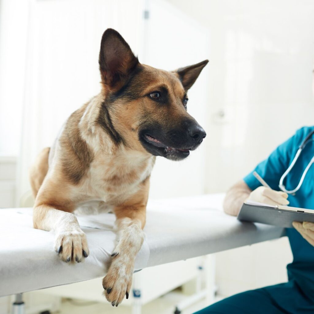 Tierärzte mit Herz - laparoskopische Kastration bei der Hündin